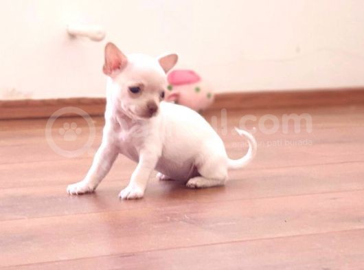 Orjinal Chihuahua(Şiava) Bebekleri görsel