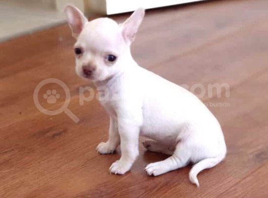 Orjinal Chihuahua(Şiava) Bebekleri görsel