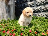 Apricot Toy Poodle