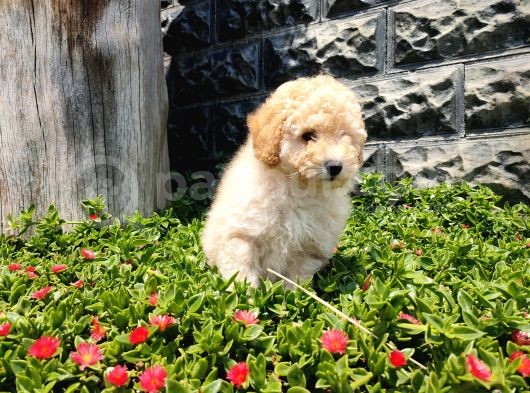 Apricot Toy Poodle görsel