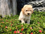 Apricot Toy Poodle