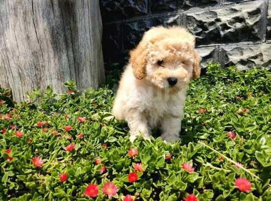Apricot Toy Poodle