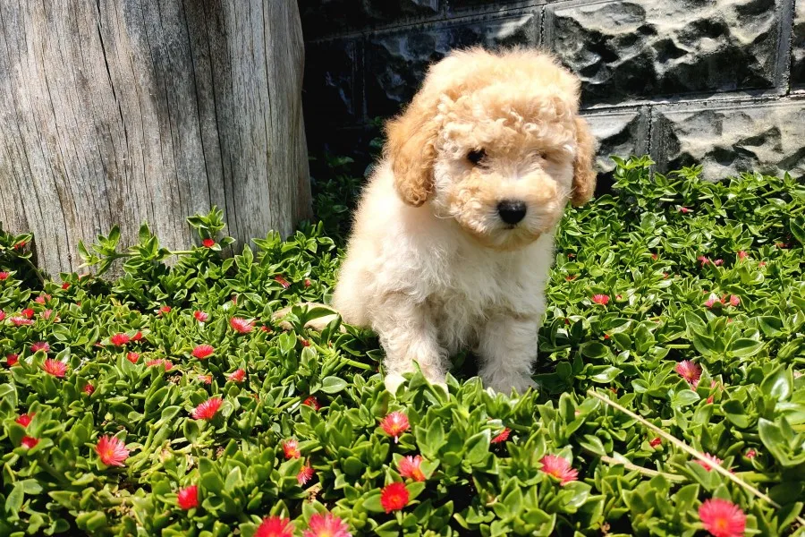 Apricot Toy Poodle