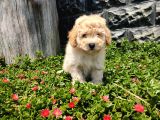 Apricot Toy Poodle