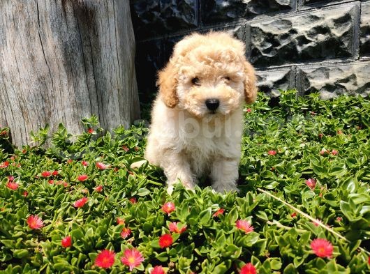 Apricot Toy Poodle görsel