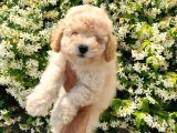 Apricot Toy Poodle
