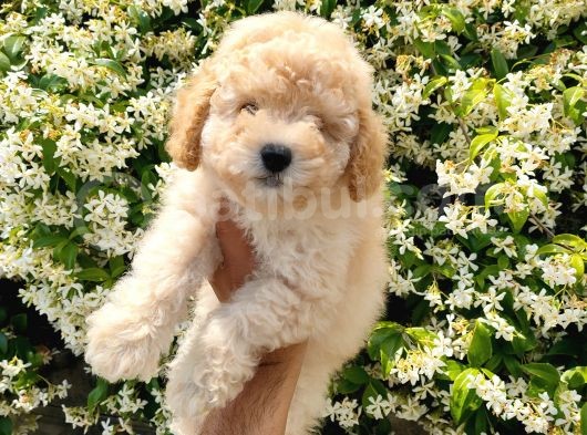 Apricot Toy Poodle görsel