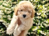 Apricot Toy Poodle