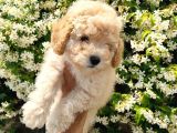 Apricot Toy Poodle