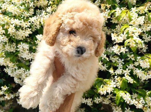 Apricot Toy Poodle görsel