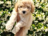 Apricot Toy Poodle