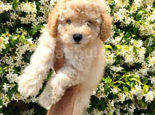Apricot Toy Poodle görsel