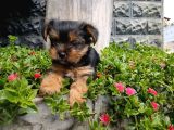 Irk Ve Sağlık Garantili Yorkshire Terrier