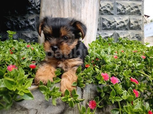Irk Ve Sağlık Garantili Yorkshire Terrier görsel