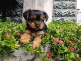 Irk Ve Sağlık Garantili Yorkshire Terrier