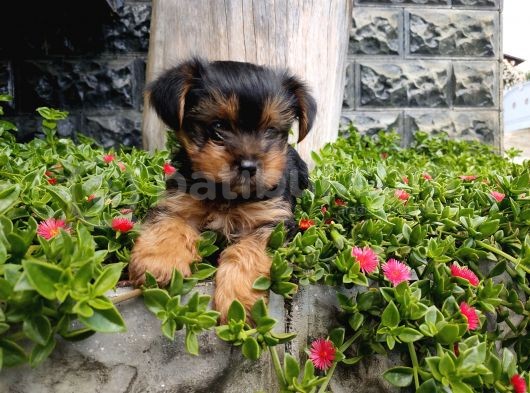 Irk Ve Sağlık Garantili Yorkshire Terrier görsel