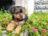 Irk Ve Sağlık Garantili Yorkshire Terrier