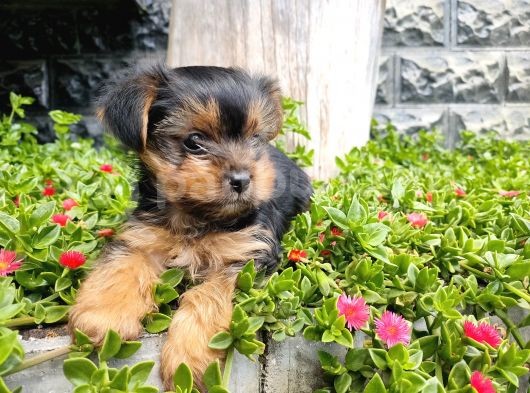 Irk Ve Sağlık Garantili Yorkshire Terrier görsel