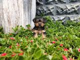 Irk Ve Sağlık Garantili Yorkshire Terrier