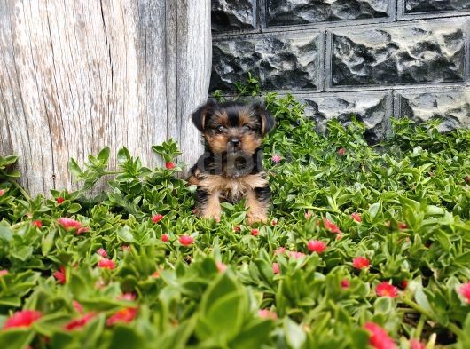 Irk Ve Sağlık Garantili Yorkshire Terrier görsel