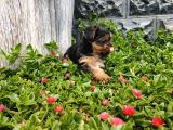 Irk Ve Sağlık Garantili Yorkshire Terrier