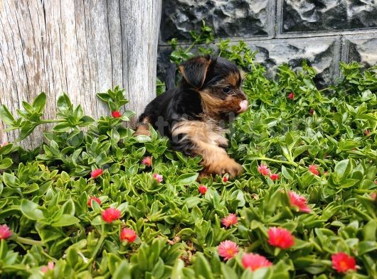 Irk Ve Sağlık Garantili Yorkshire Terrier görsel