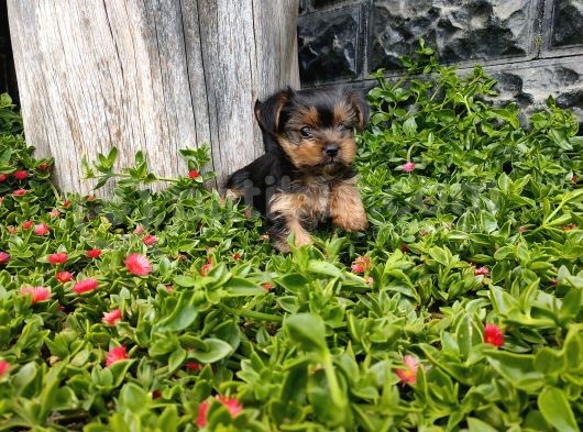 Irk Ve Sağlık Garantili Yorkshire Terrier görsel
