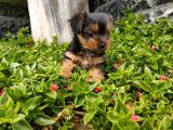 Irk Ve Sağlık Garantili Yorkshire Terrier