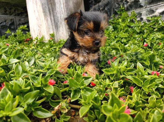 Irk Ve Sağlık Garantili Yorkshire Terrier görsel