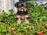 Irk Ve Sağlık Garantili Yorkshire Terrier