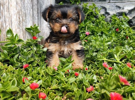 Irk Ve Sağlık Garantili Yorkshire Terrier görsel