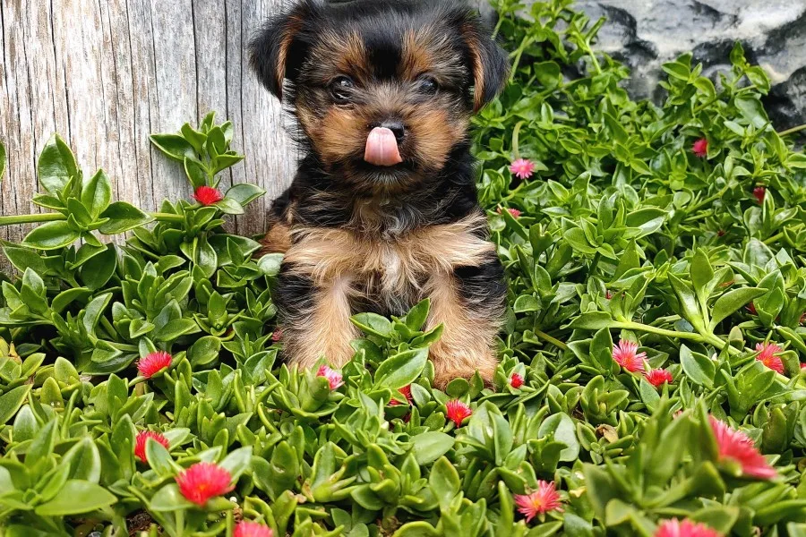 Irk ve Sağlık Garantili Yorkshire Terrier