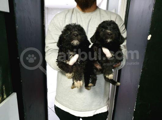 Orjinal Poodle görsel