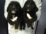 Orjinal Poodle