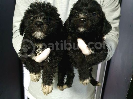 Orjinal Poodle görsel