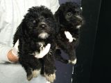 Orjinal Poodle