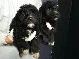 Orjinal Poodle