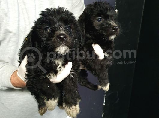 Orjinal Poodle görsel