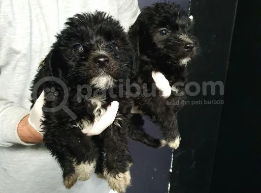 Orjinal Poodle