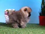 Orjinal Pomeranian Bebekleri