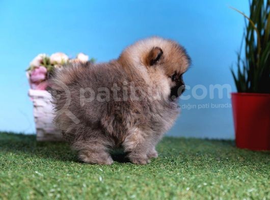 Orjinal Pomeranian Bebekleri görsel