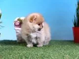 Orjinal Pomeranian Bebekleri