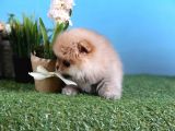 Orjinal Pomeranian Bebekleri