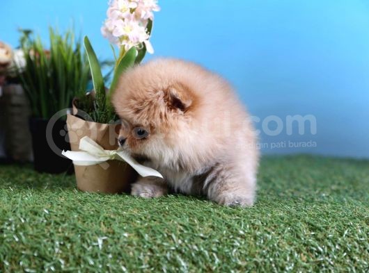 Orjinal Pomeranian Bebekleri görsel