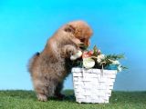Orjinal Pomeranian Bebekleri