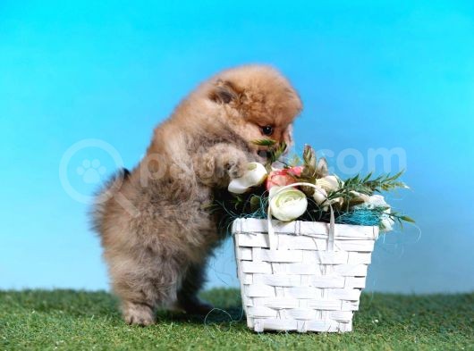 Orjinal Pomeranian Bebekleri görsel