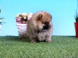 Orjinal Pomeranian Bebekleri