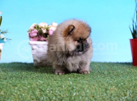 Orjinal Pomeranian Bebekleri görsel