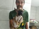 Fawn French Bulldog