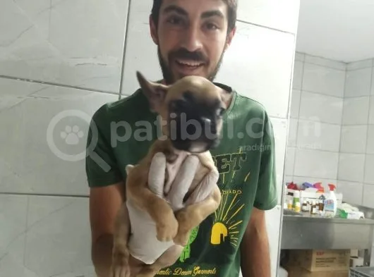 Fawn French Bulldog
